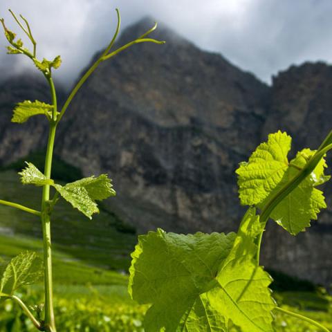 Vine tasting in the Valais